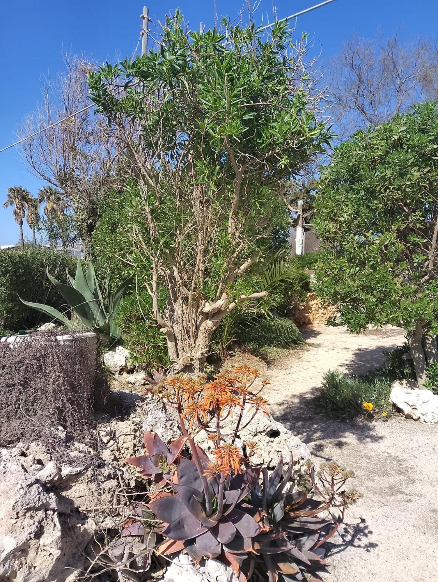 טורה לפילו Punta Grossa Apartments By My Home Apulia מראה חיצוני תמונה